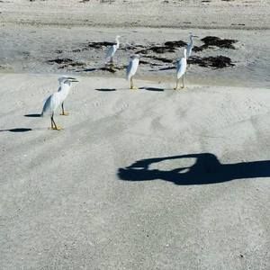 Meet your Posher, Pat